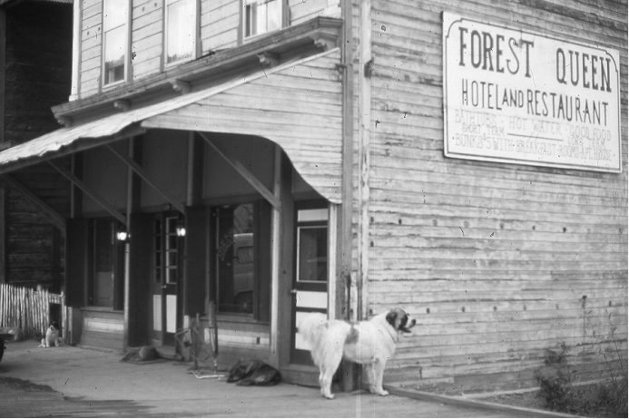 forest-queen-dogs-old